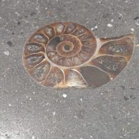 336 Ammonite Detail Within Outdoor Concrete Counter Top