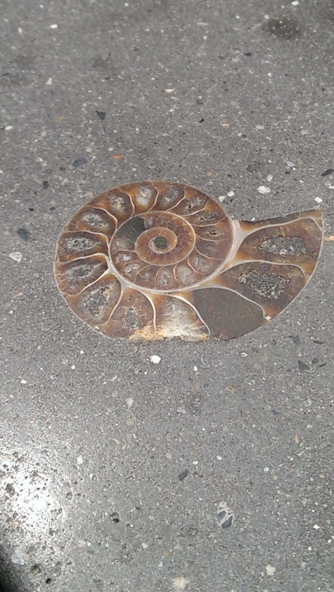 336 Ammonite Detail Within Outdoor Concrete Counter Top