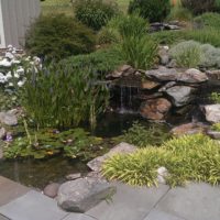 Fish Pond with Waterfall